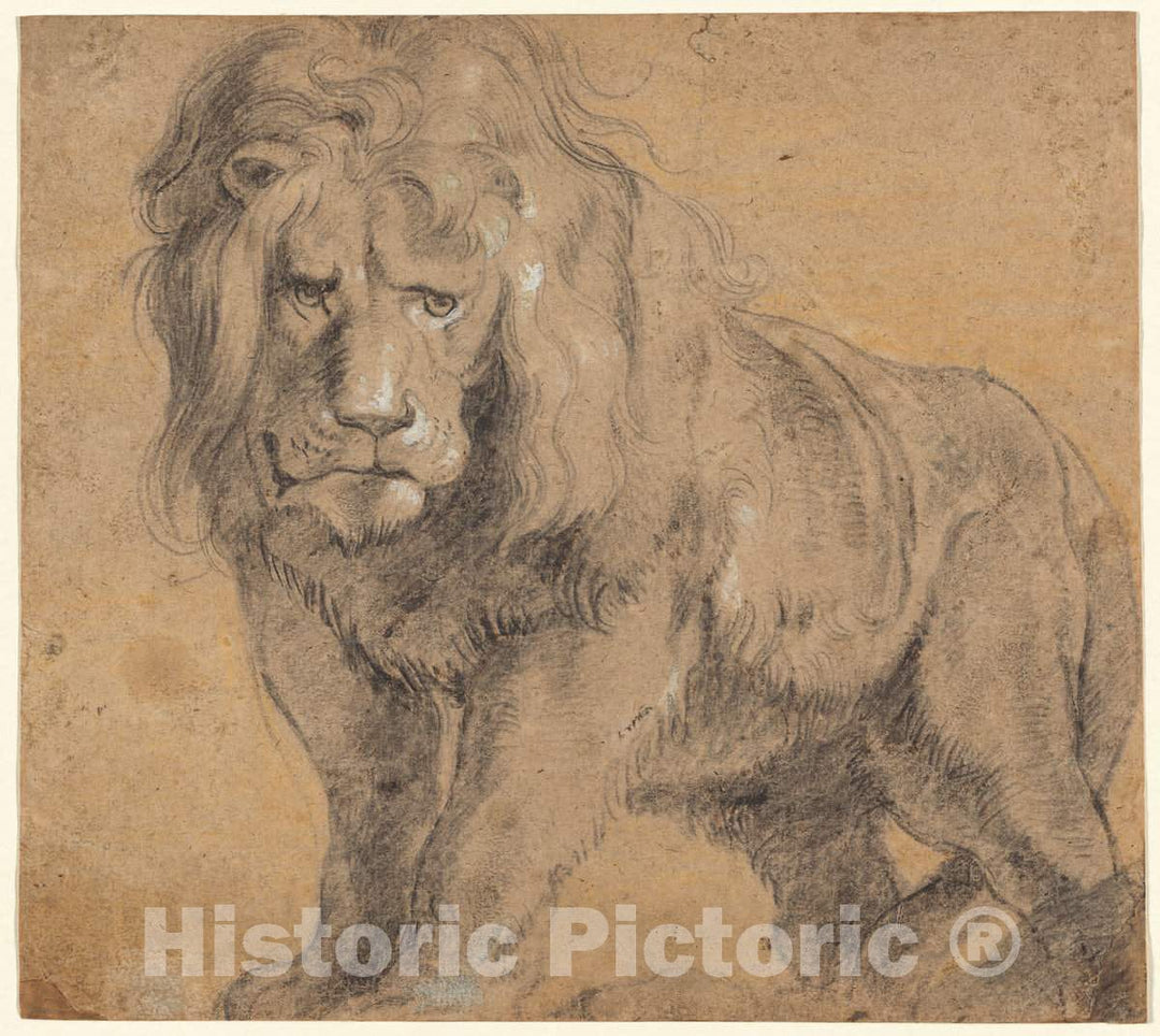 Art Print : Sir Peter Paul Rubens, Lion, c. 1612-1613 - Vintage Wall Art