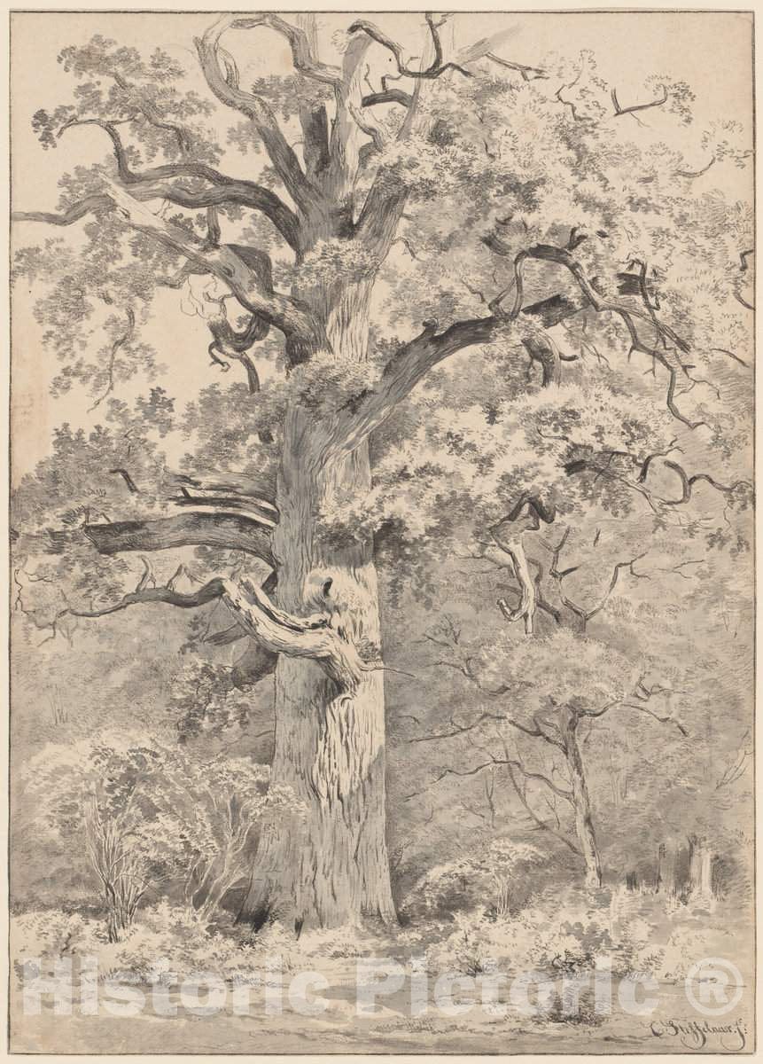 Art Print : Cornelis Steffelaar, A Giant Oak at The Edge of a Forest, 1840s(?) - Vintage Wall Art