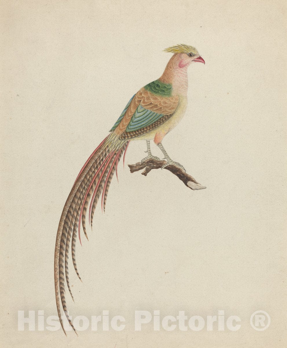 Art Print : Golden Pheasant (Chrysolophus pictus), c. 1801 - Vintage Wall Art