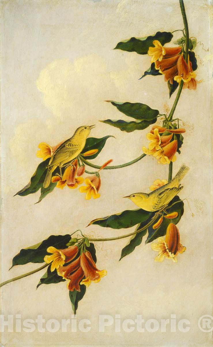 Art Print : Kidd, After Audubon, Yellow Warbler, 1830-1833 - Vintage Wall Art