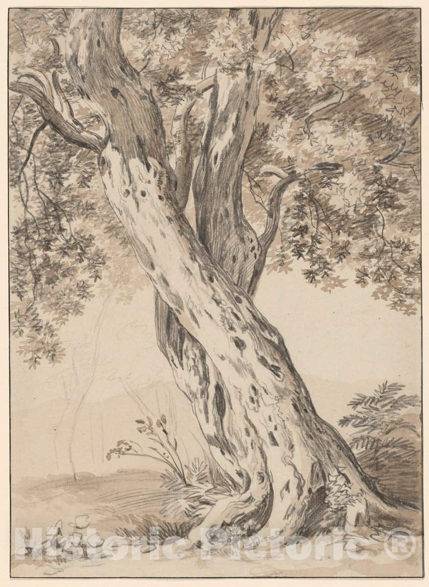 Art Print : Johann Christian Reinhart, Two Intertwined Oak Trees, c. 1800 - Vintage Wall Art