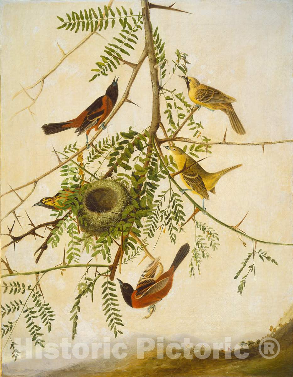 Art Print : Kidd, After Audubon, Orchard Oriole, c.1831 - Vintage Wall Art