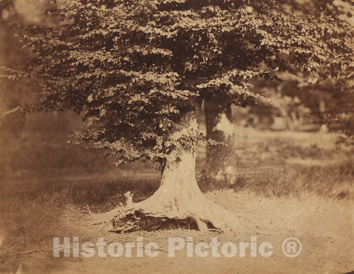 Art Print : Gustave Le Gray, Beech Tree, Forest of Fontainebleau, c. 1856 - Vintage Wall Art