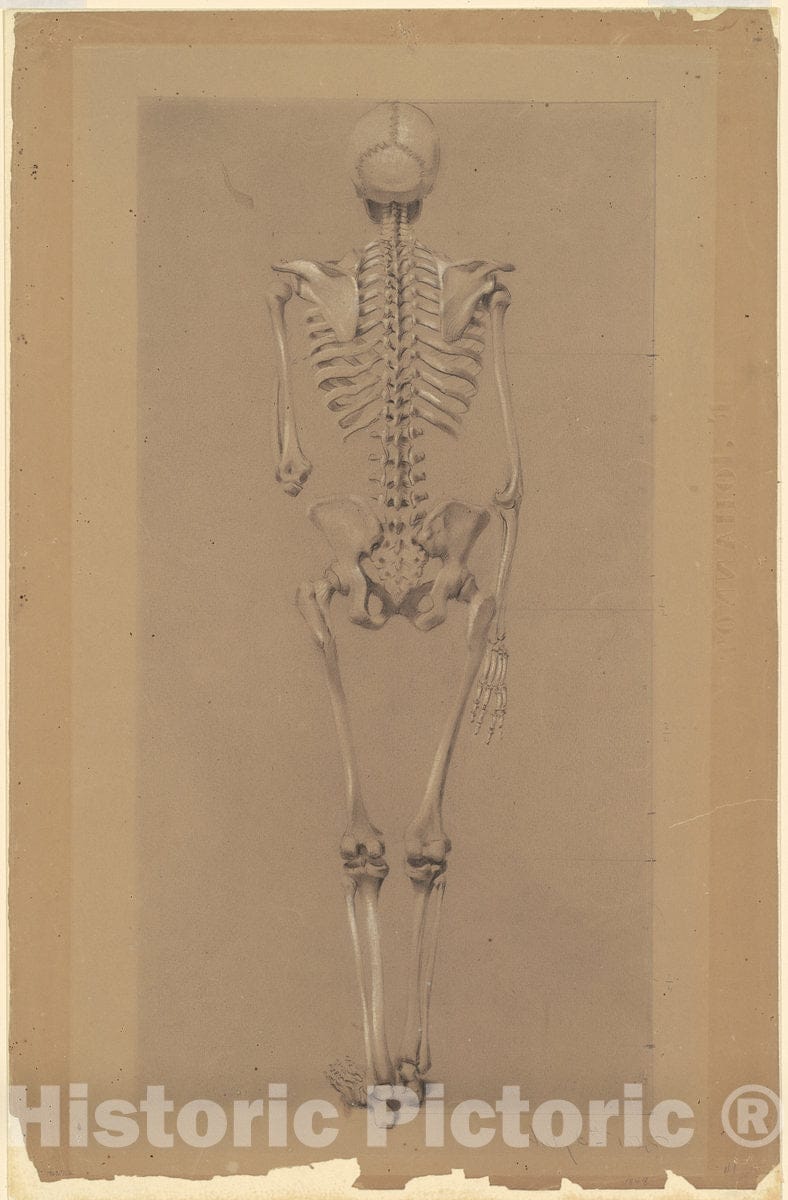 Art Print : Daniel Huntington, Rear View of a Skeleton, 1848 - Vintage Wall Art