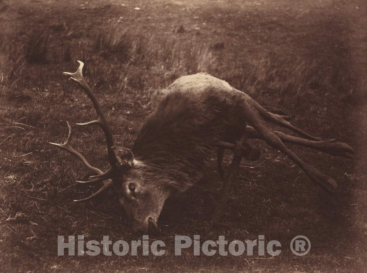 Art Print : Captain Horatio Ross, Dead Stag, 1857 - Vintage Wall Art