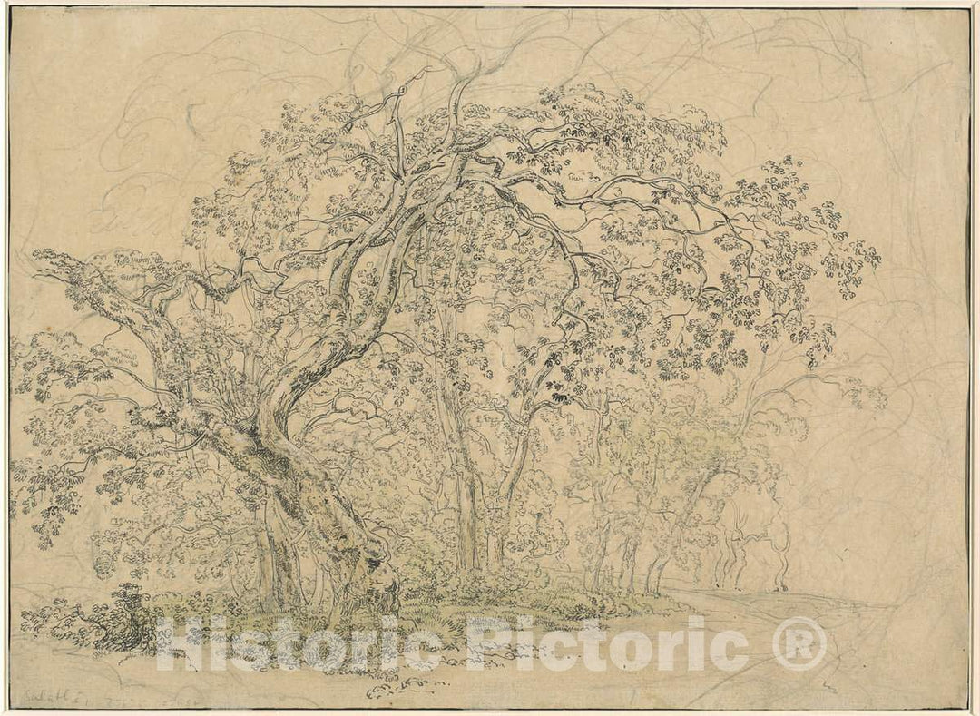 Art Print : Friedrich SalathÃ©, Grove of Trees [Verso], c. 1835 - Vintage Wall Art