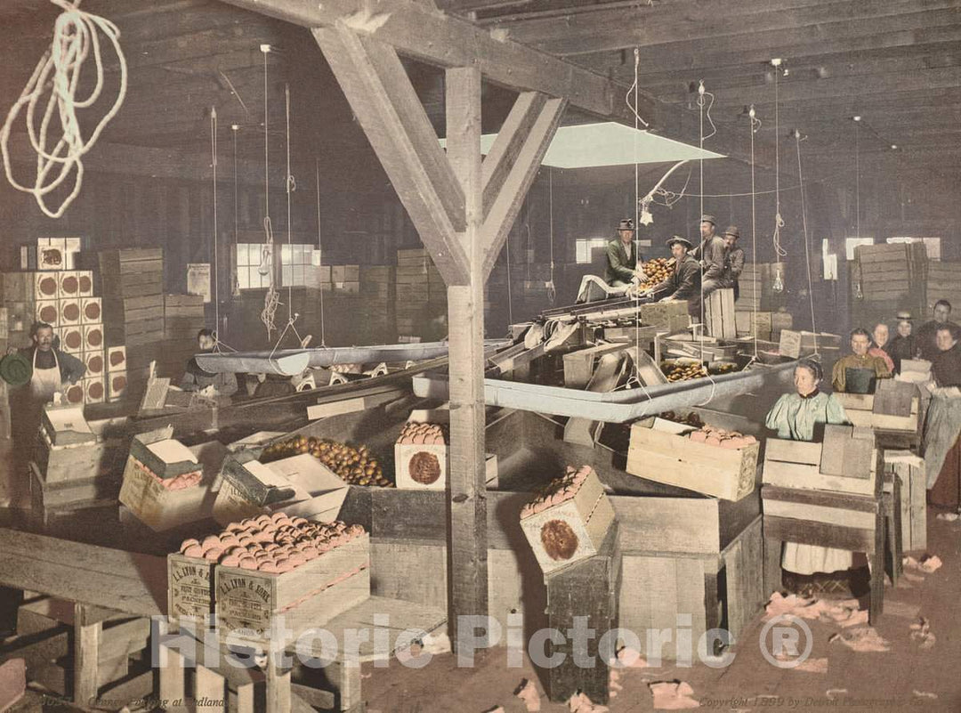 Art Print : Orange Packing at Redlands, 1899 - Vintage Wall Art