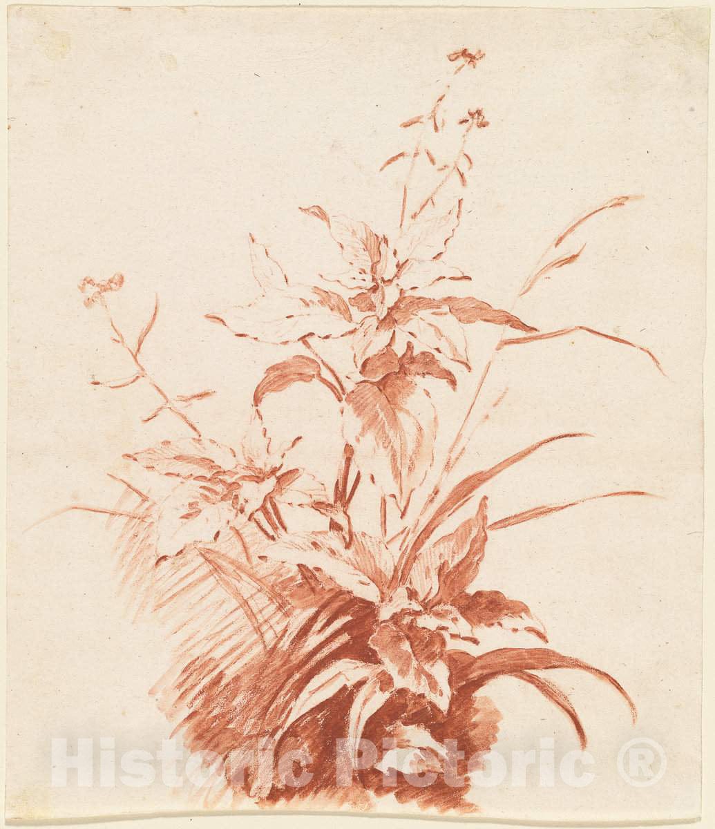 Art Print : Baptiste HÃ¼et, Flowering Plant with Grass, mid 1760s - Vintage Wall Art