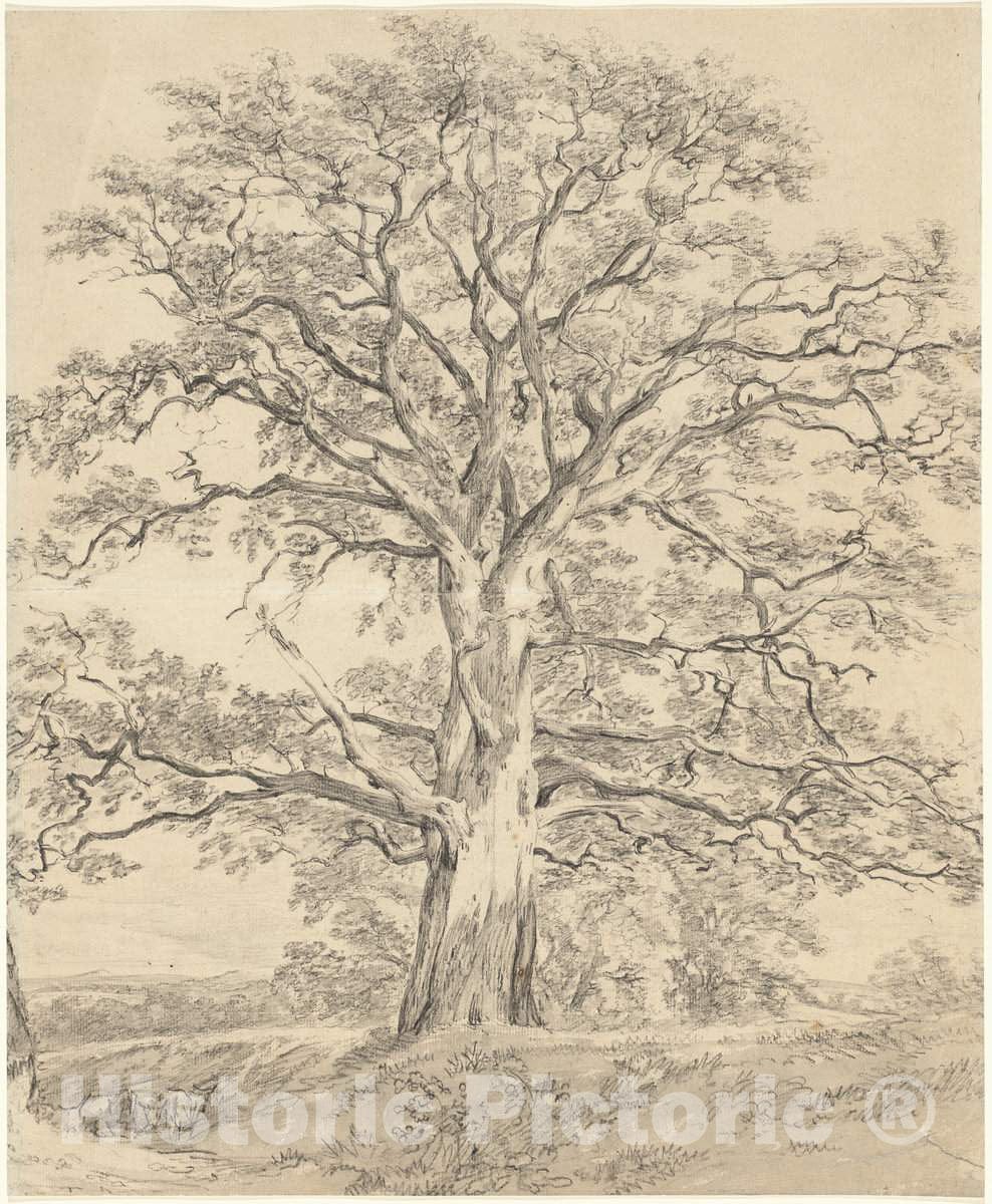 Art Print : John Constable, A Great Oak Tree, c. 1801 - Vintage Wall Art