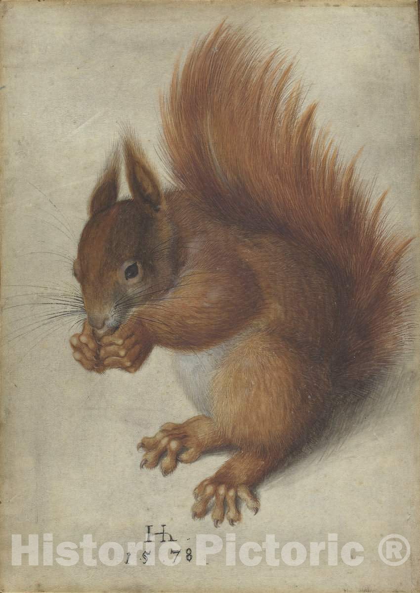 Art Print : Hans Hoffmann, Red Squirrel, 1578 - Vintage Wall Art