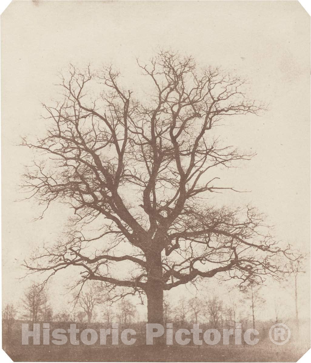 Art Print : William Henry Fox Talbot, Oak Tree, mid 1840s - Vintage Wall Art