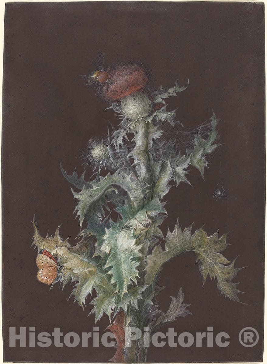 Art Print : Johann Christoph Dietzsch, Thistle with Insects, c. 1755 - Vintage Wall Art