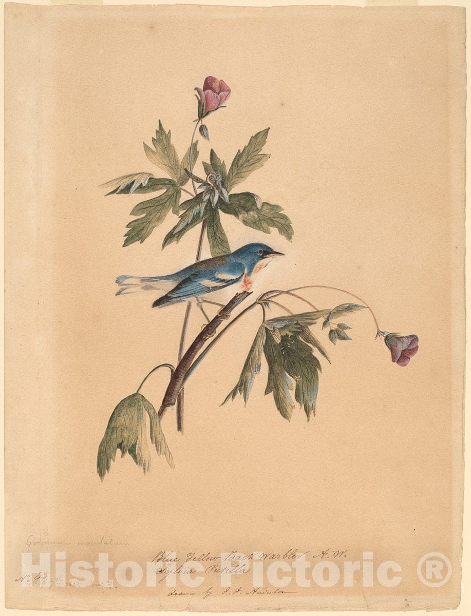 Art Print : John James Audubon, Blue Yellow Back Warbler, 1812 - Vintage Wall Art