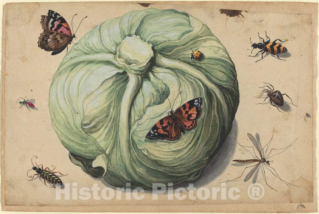 Art Print : Head of Cabbage with Insects, 17th Century - Vintage Wall Art