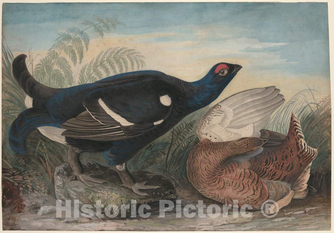 Art Print : John James Audubon, English Black Cocks, 1828 - Vintage Wall Art