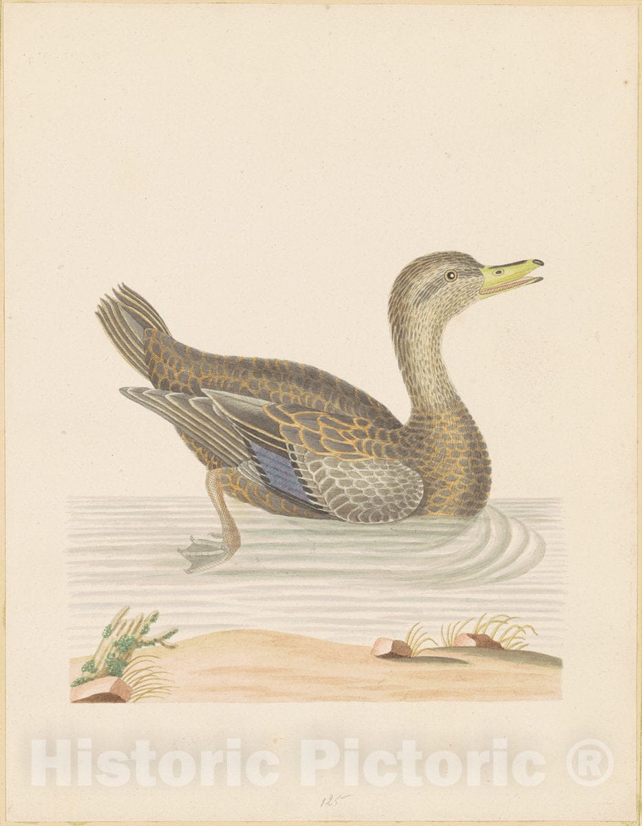 Art Print : John Abbot, Roan Duck, c. 1790 - Vintage Wall Art