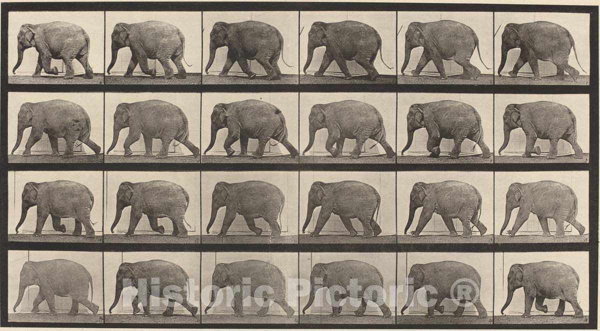 Art Print : Eadweard Muybridge, Animal Locomotion, Plate 733, 1887 - Vintage Wall Art