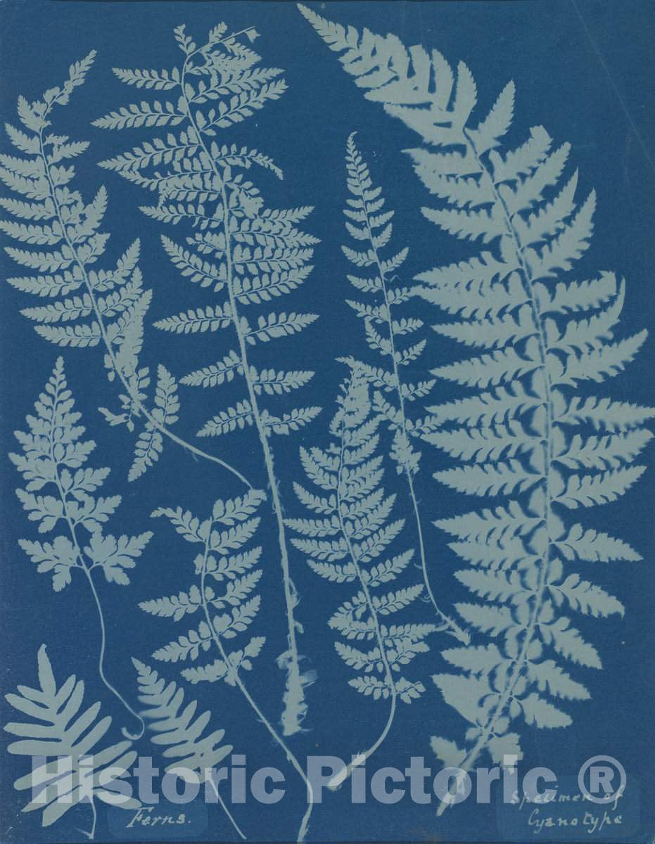 Art Print : Anna Atkins, Ferns. Specimen of Cyanotype, 1840s - Vintage Wall Art