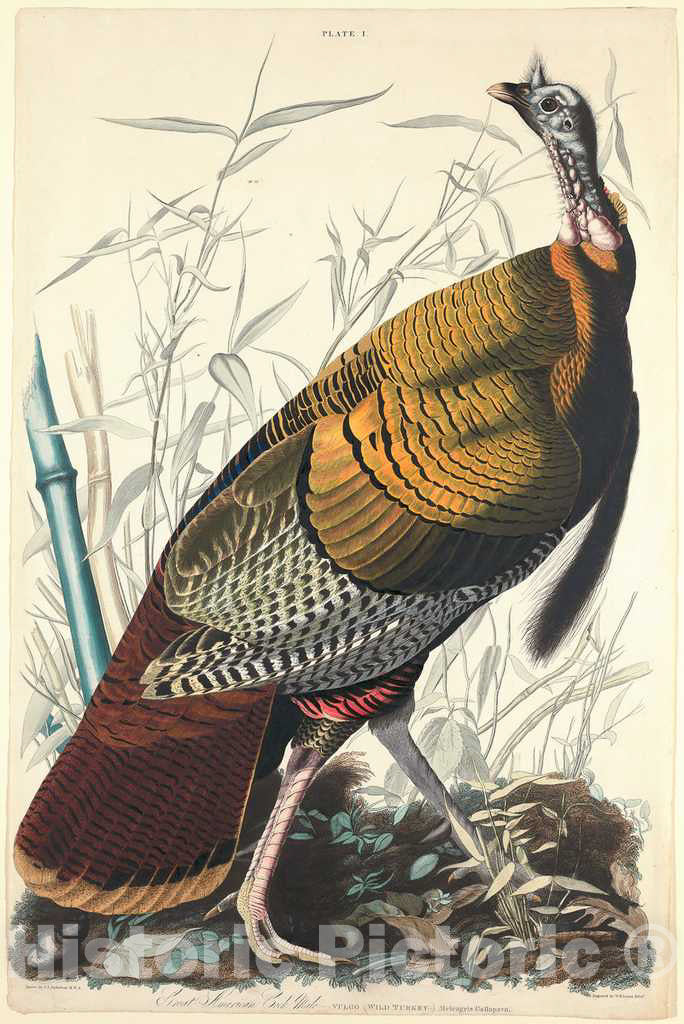 Art Print : Lizars After Audubon, Great American Cock, 1827 - Vintage Wall Art