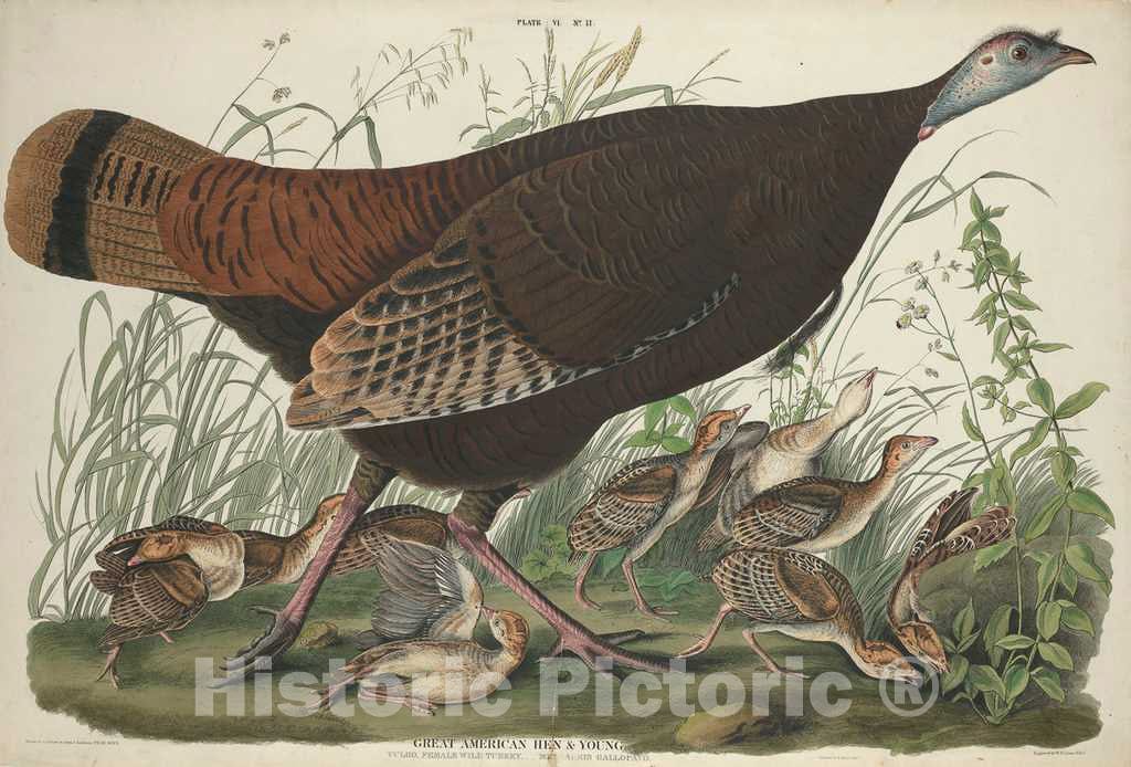 Art Print : Lizars After Audubon, Great American Hen and Young, 1827 - Vintage Wall Art