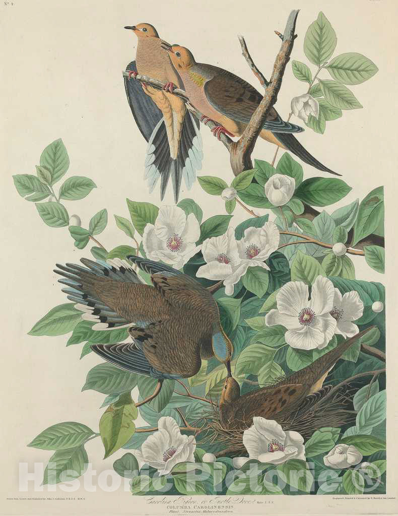 Art Print : Havell After Audubon, Carolina Pigeon or Turtle Dove, 1827 - Vintage Wall Art