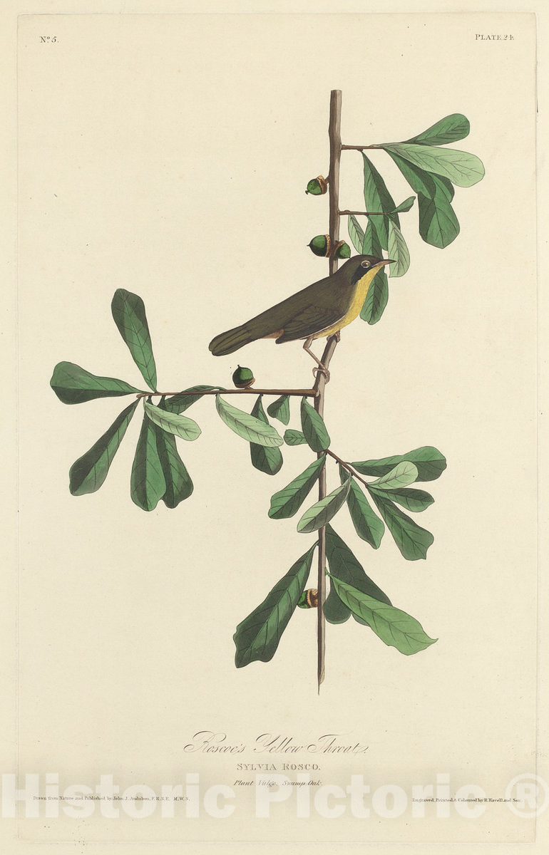 Art Print : Havell After Audubon, Roscoe's Yellow Throat, 1827 - Vintage Wall Art