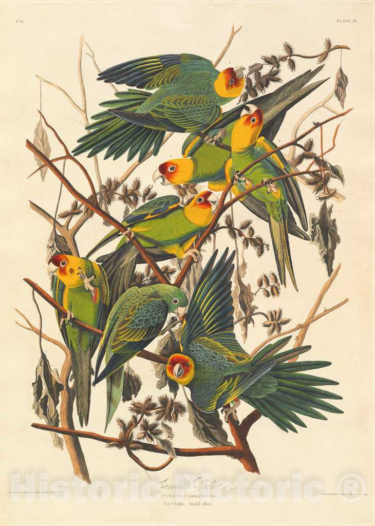 Art Print : Havell After Audubon, Carolina Parrot, 1827 - Vintage Wall Art