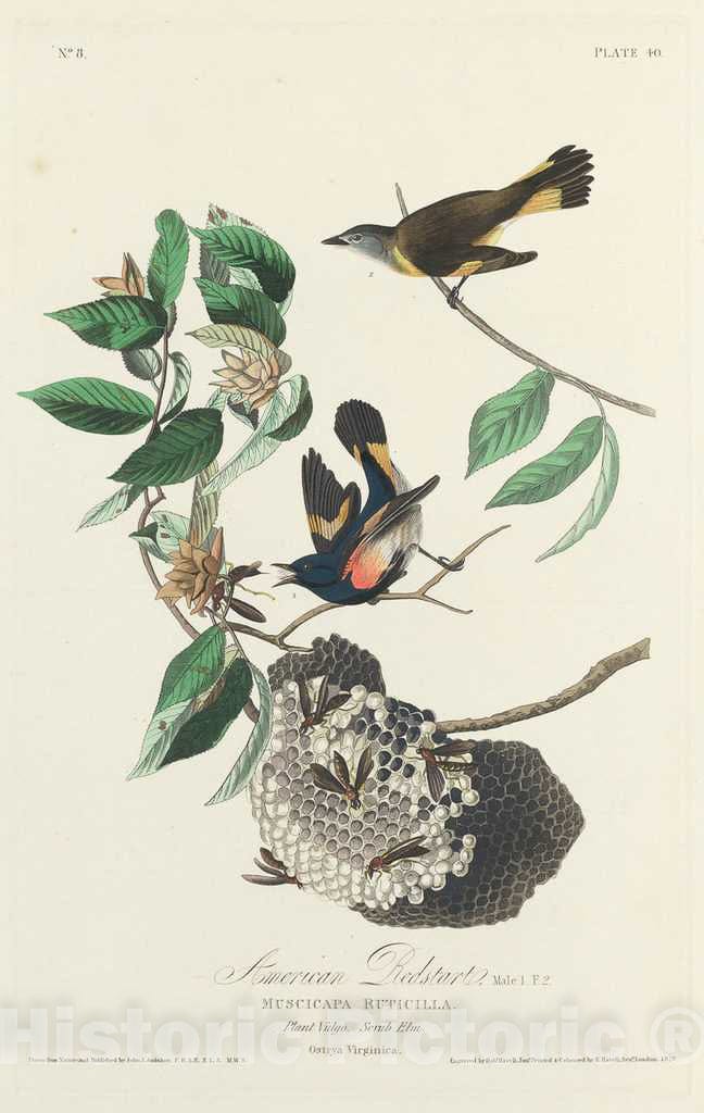 Art Print : Havell After Audubon, American Redstart, 1828 - Vintage Wall Art