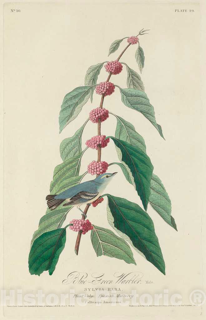 Art Print : Havell After Audubon, Blue-Green Warbler, 1828 - Vintage Wall Art