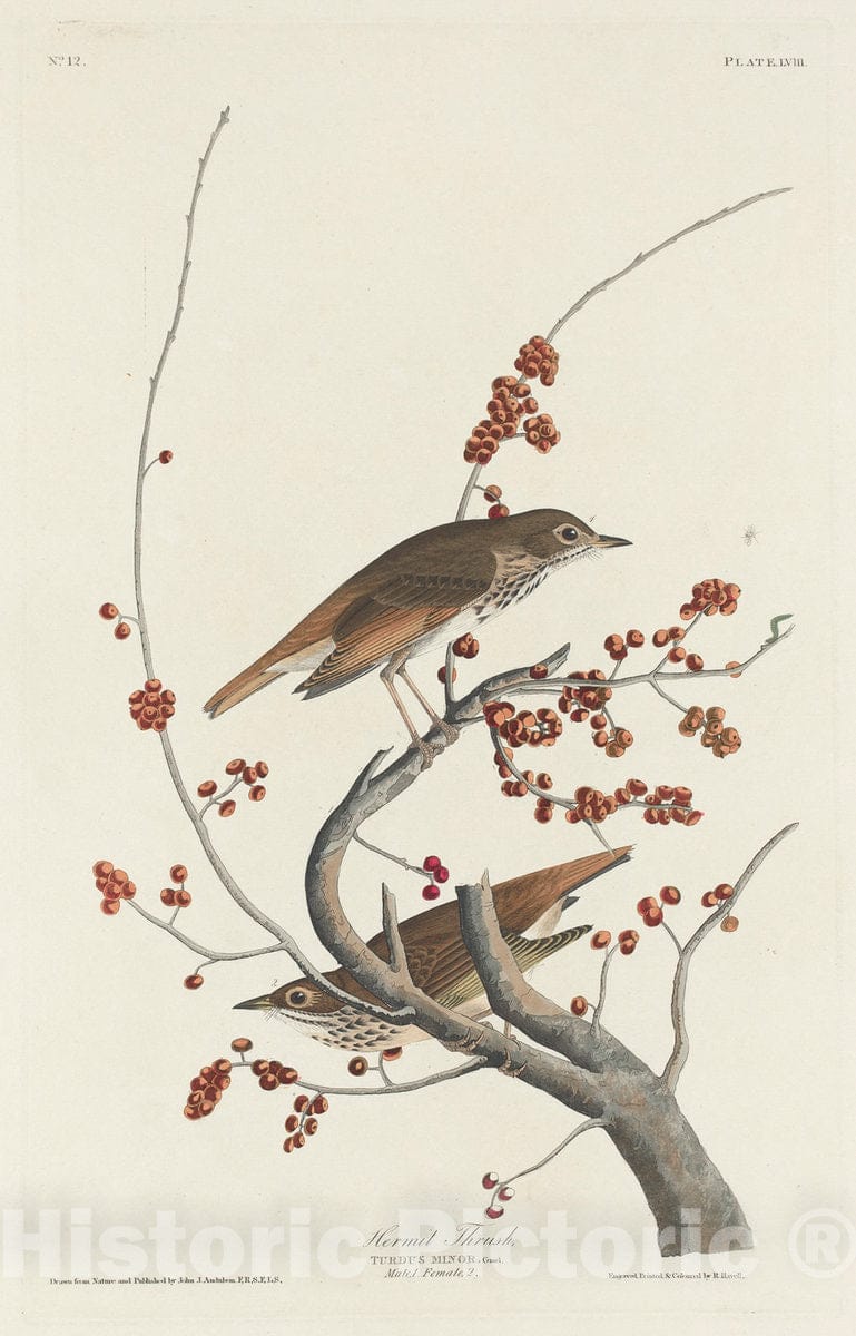 Art Print : Havell After Audubon, Hermit Thrush, 1829 - Vintage Wall Art