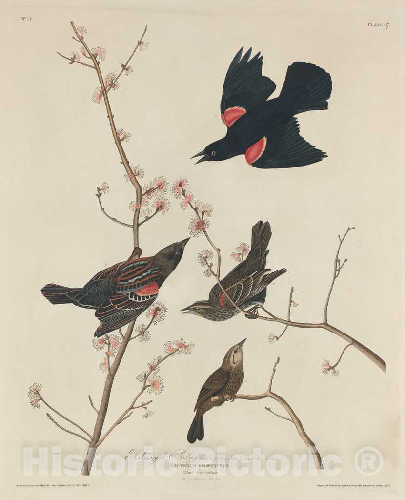 Art Print : Havell After Audubon, Red-Winged Starling, 1829 - Vintage Wall Art