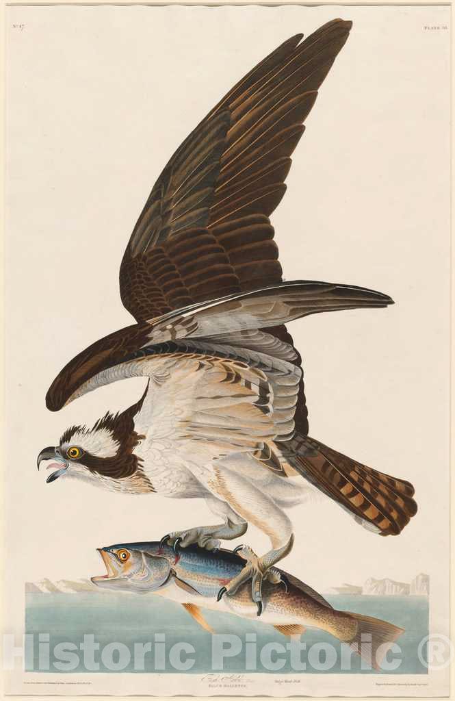 Art Print : Havell After Audubon, Fish Hawk, 1830 - Vintage Wall Art