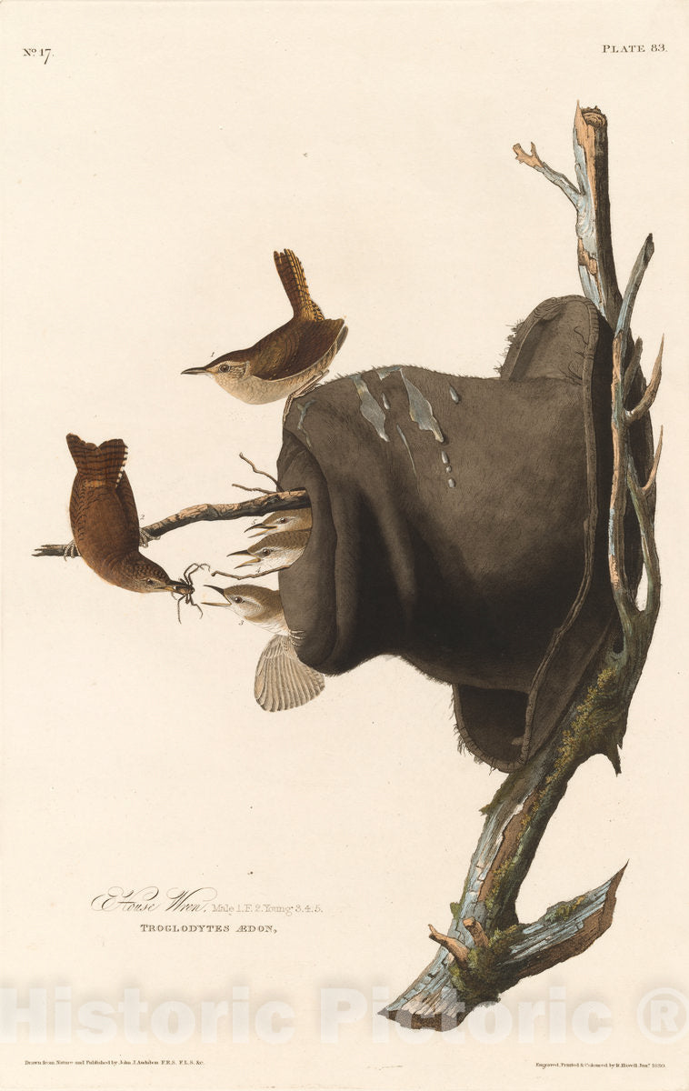 Art Print : Havell After Audubon, House Wren, 1830 - Vintage Wall Art