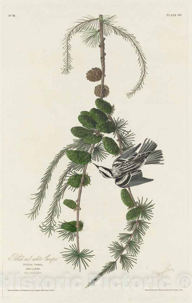 Art Print : Havell After Audubon, Black and White Creeper, 1830 - Vintage Wall Art