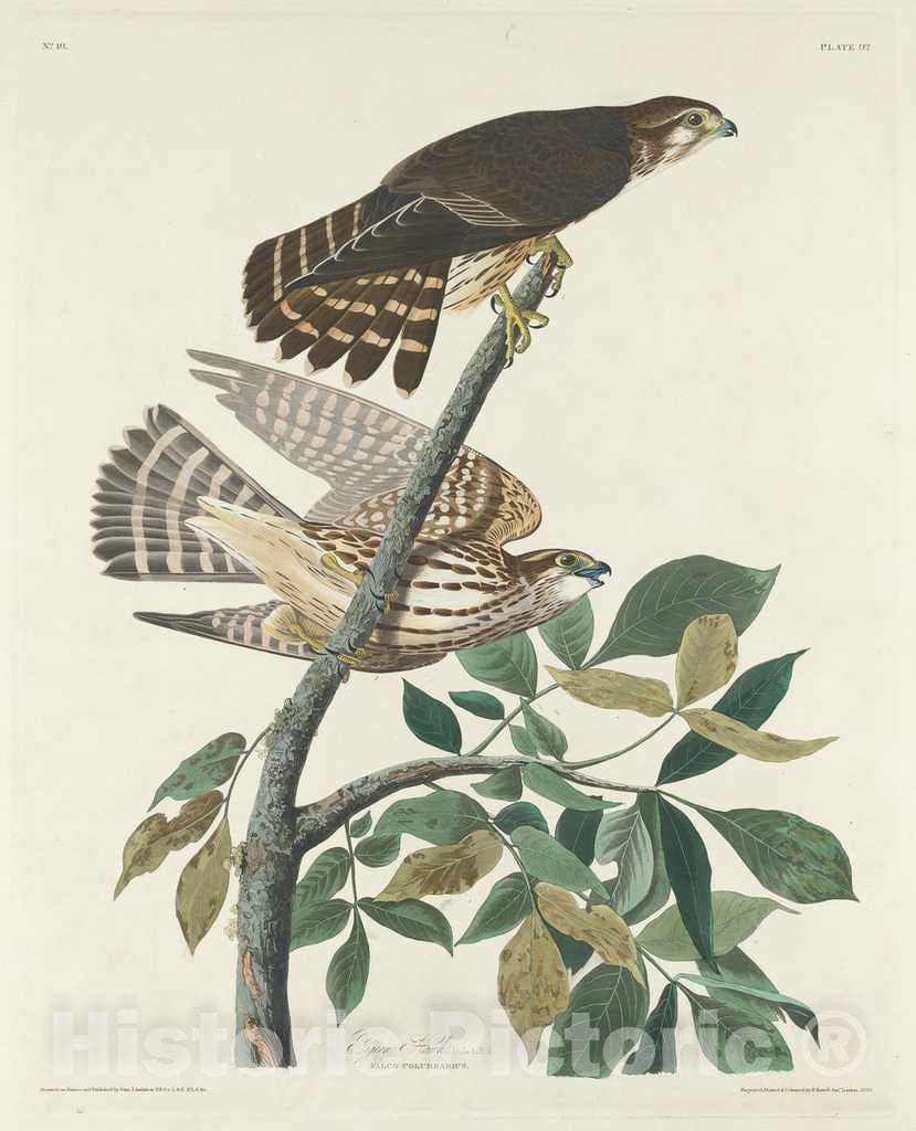 Art Print : Havell After Audubon, Pigeon Hawk, 1830 - Vintage Wall Art