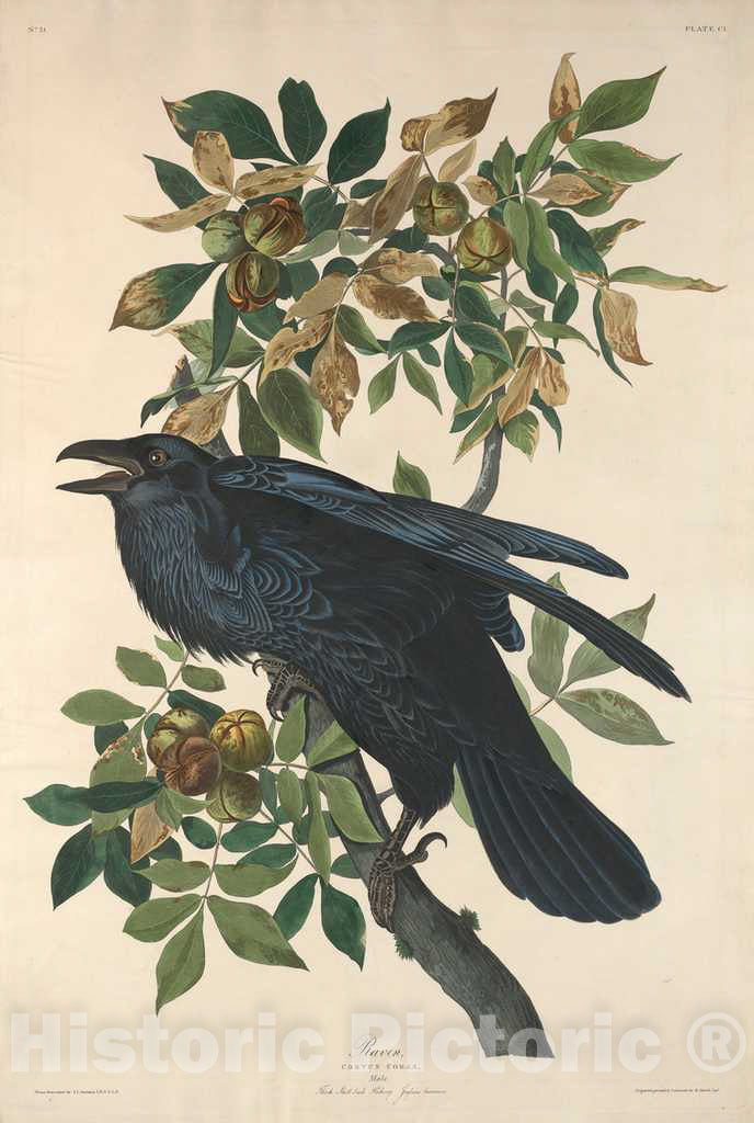 Art Print : Havell After Audubon, Raven, 1831 - Vintage Wall Art