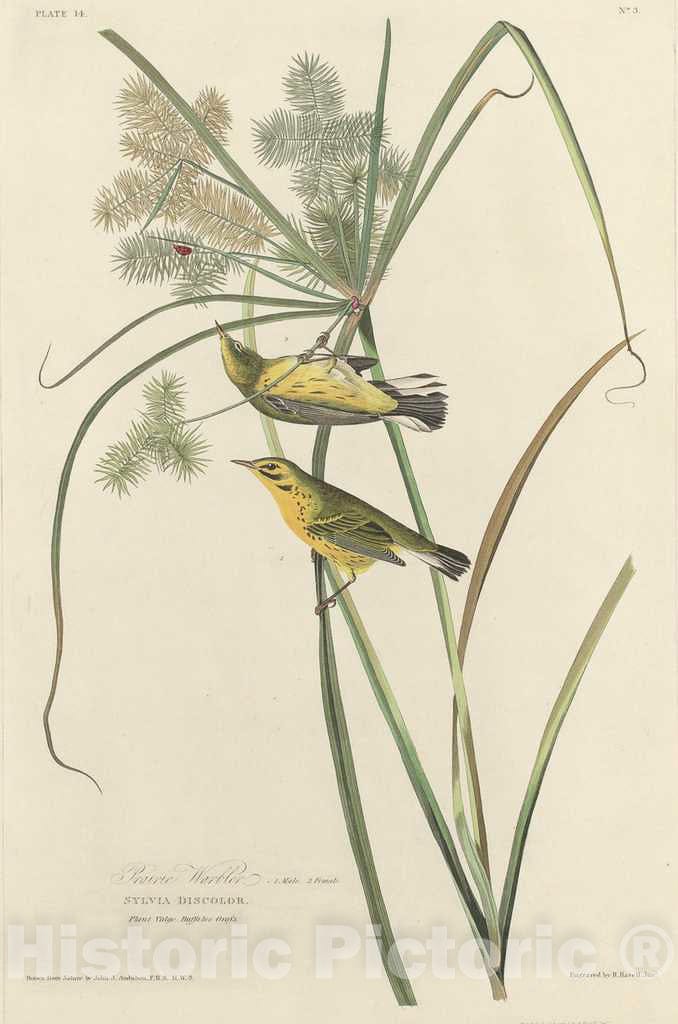 Art Print : Havell After Audubon, Prairie Warbler, 1827 - Vintage Wall Art