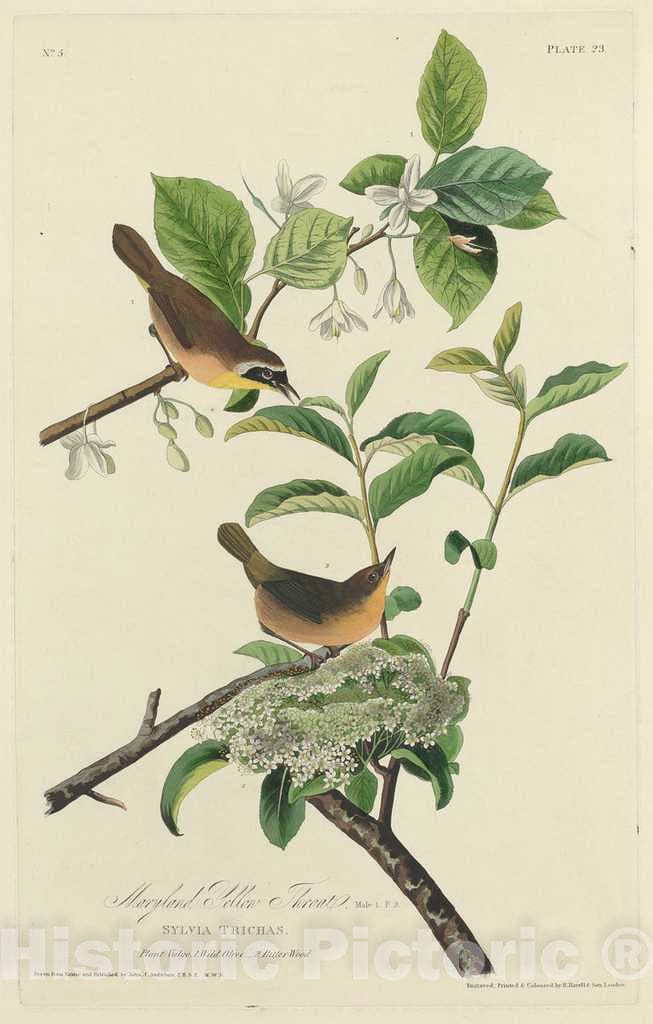 Art Print : Havell After Audubon, Maryland Yellow Throat, 1827 - Vintage Wall Art