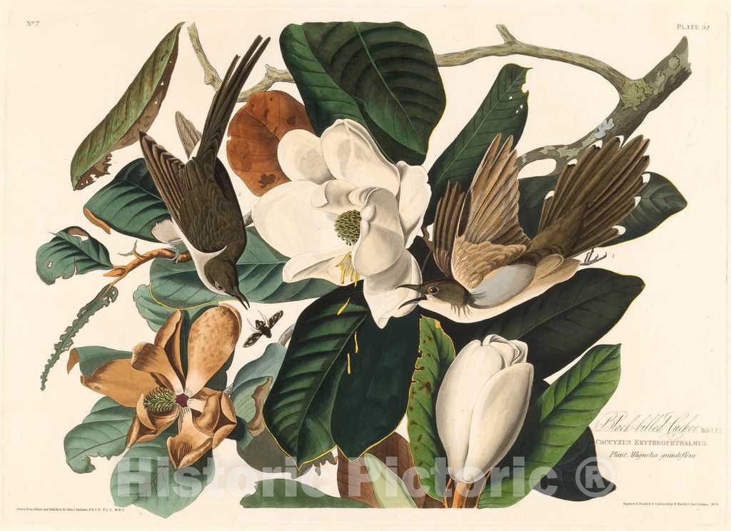 Art Print : Havell After Audubon, Black-Billed Cuckoo, 1828 - Vintage Wall Art