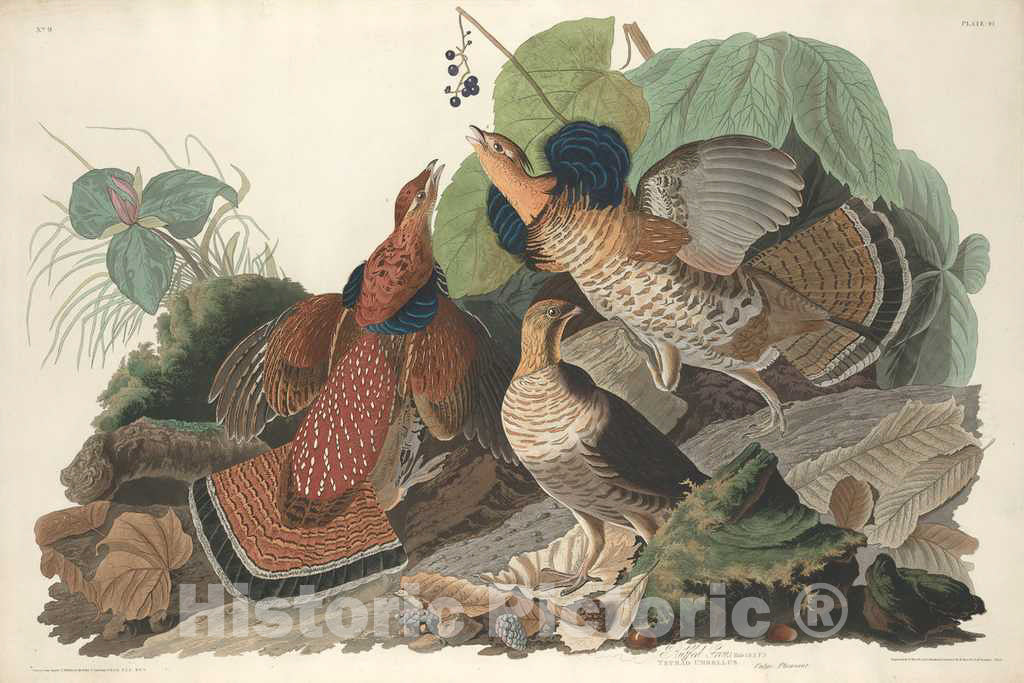 Art Print : Havell After Audubon, Ruffed Grouse, 1828 - Vintage Wall Art