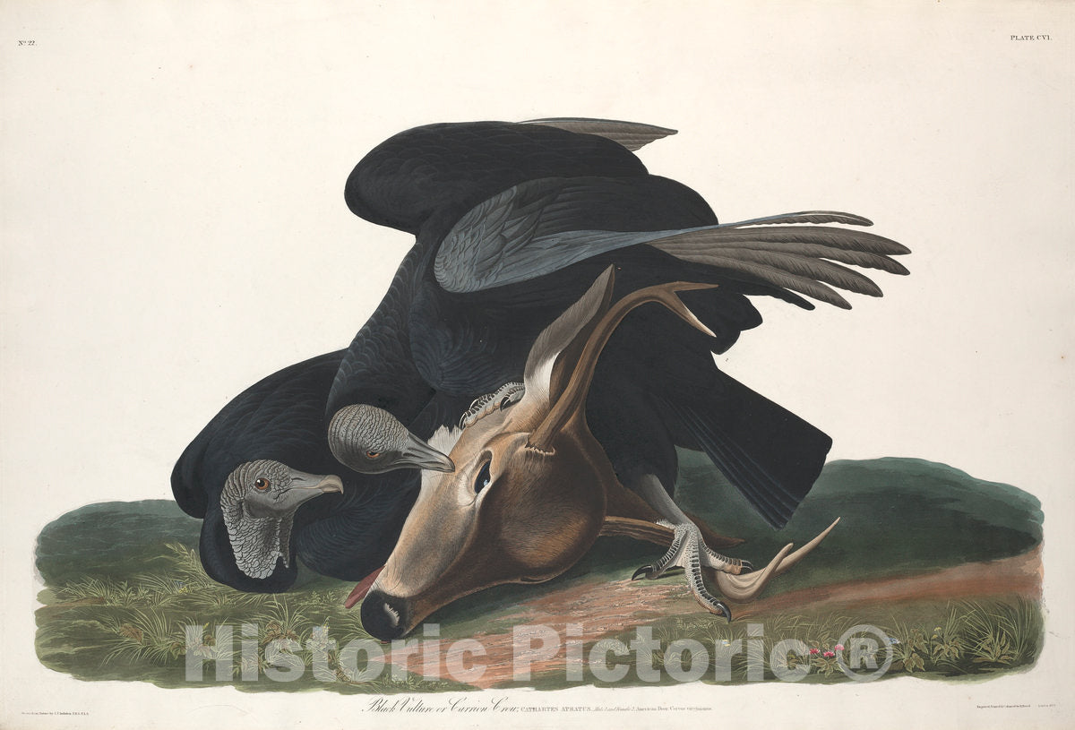 Art Print : Havell After Audubon, Black Vulture, 1831 - Vintage Wall Art