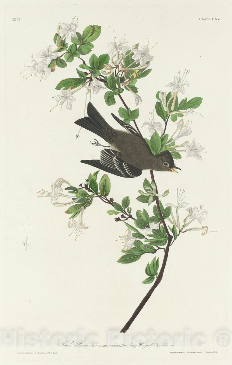 Art Print : Havell After Audubon, Wood Pewee, 1831 - Vintage Wall Art