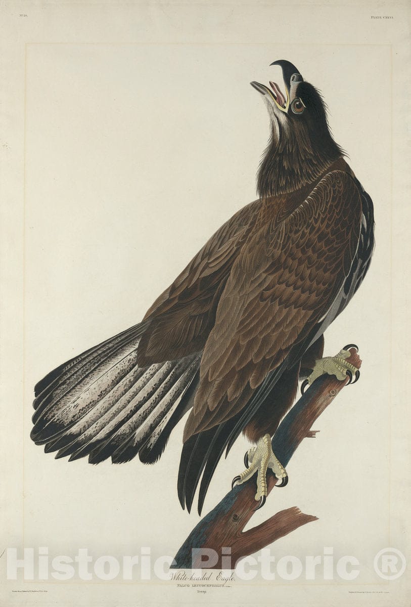 Art Print : Havell After Audubon, White-Headed Eagle, 1832 - Vintage Wall Art