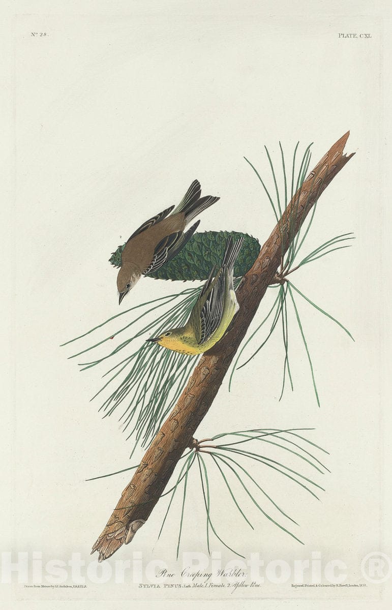 Art Print : Havell After Audubon, Pine Creeping Warbler, 1832 - Vintage Wall Art