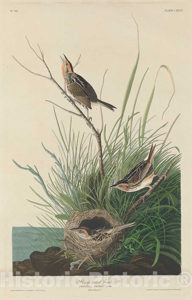 Art Print : Havell After Audubon, Sharp-Tailed Finch, 1832 - Vintage Wall Art