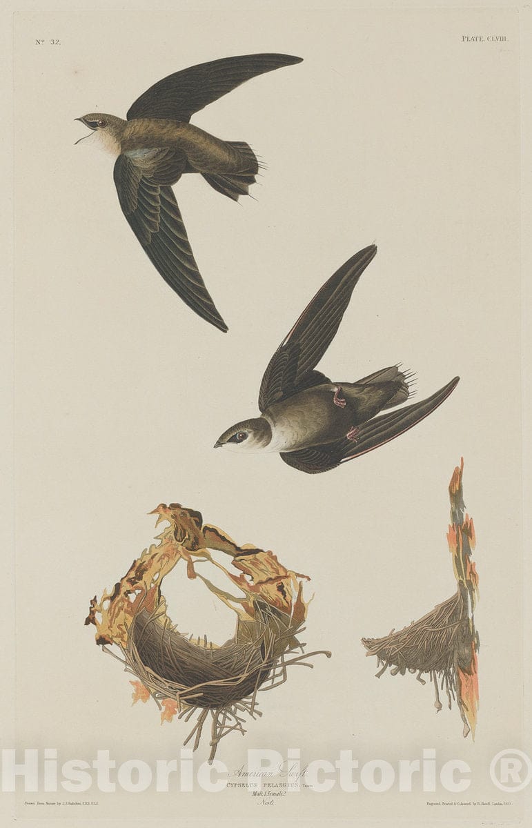 Art Print : Havell After Audubon, American Swift, 1833 - Vintage Wall Art