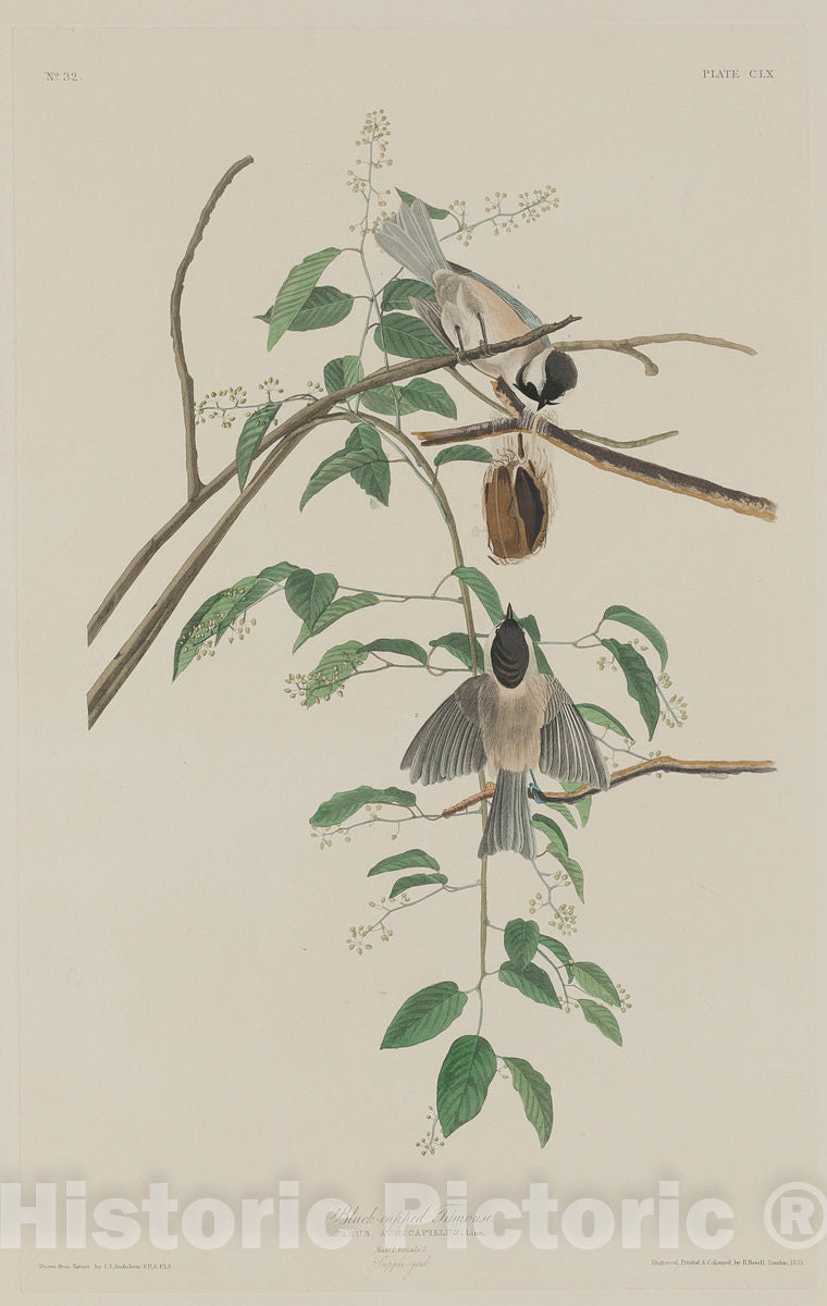 Art Print : Havell After Audubon, Black-Capped Titmouse, 1833 - Vintage Wall Art