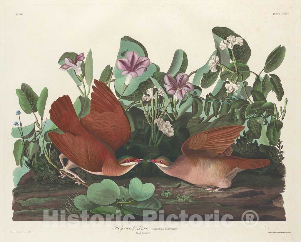 Art Print : Key-west Dove 1833,  Robert Havell after John James Audubon -  Vintage Wall Art