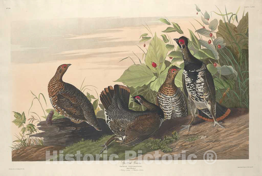 Art Print : Havell After Audubon, Spotted Grous, 1833 - Vintage Wall Art