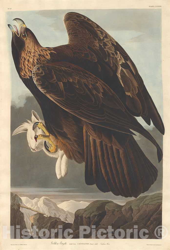 Art Print : Havell After Audubon, Golden Eagle, 1833 - Vintage Wall Art